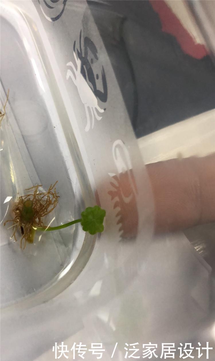  『根茎』铜钱草蜕变：2毫米小根茎，养出大惊喜，“爆盆”也可能哦！