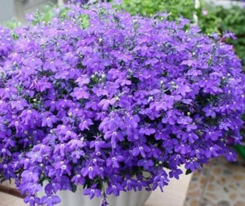  「粉嫩」4种花是爆盆能手，花开繁盛花香怡人，花朵粉嫩丰腴