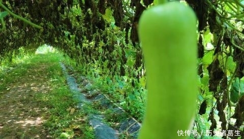  亩地能@农民种植一种蔬菜，批发价每斤0.5元，3亩地能赚多少钱？