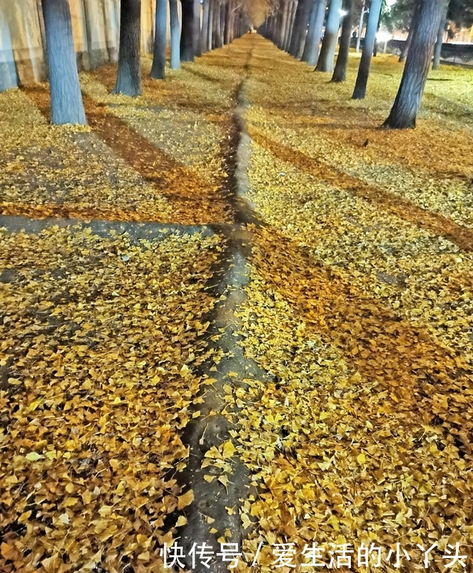 夜晚走进没有游人的钓鱼台银杏林，金色的银杏大道，落叶缤纷醉美