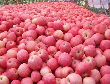  「过山车」去年收购价5元，今年不到5毛钱，苹果价格过山车，是