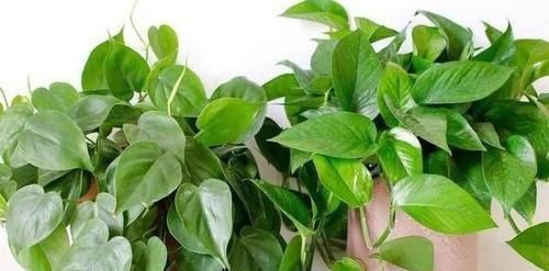 #浇水的原则#养花浇水十年功,新手学会“三点”,植物不缺水,不烂根。