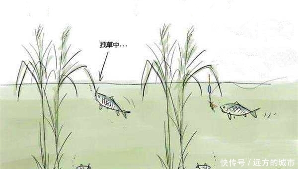  『进食』夏季钓草鱼，挂芦苇叶钓浮，钓组搭配要点，草鱼其实很好钓！