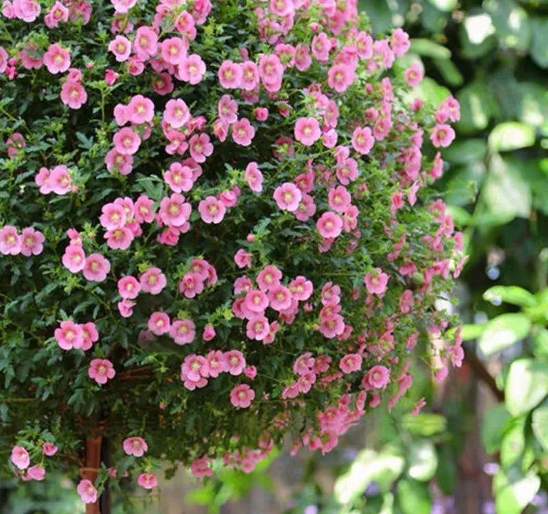 「喜欢疏松肥沃」十种公认的“开花机器”,花美色艳,你家养过几种呢