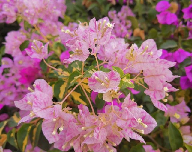 了快@开春了快给三角梅,茉莉花浇一种水,不伤流,早发芽早开花