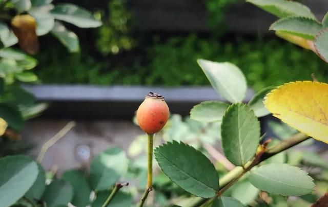 十一月,家里的植物