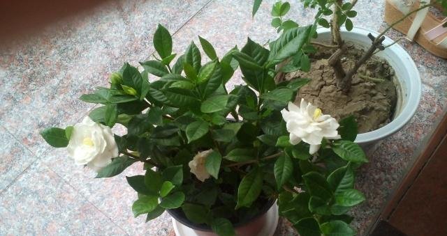 #盆土#栀子花有“3喜、1怕”,做对了,不黄叶,还“猛”开花!