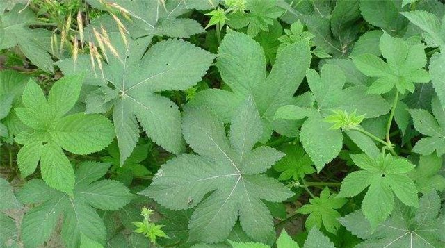  「常见」农村常见的植物，曾经不受重视，但现在价值很宝贵