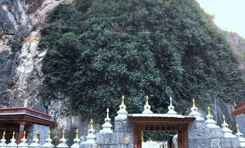 云南一棵3千年菩提树,一夜之间长出“佛手”,游客排队来看