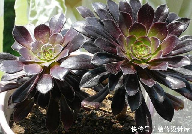  『养护法师』多肉法师的3种养法，两种养成“大个子”，一种养成精致手捧花