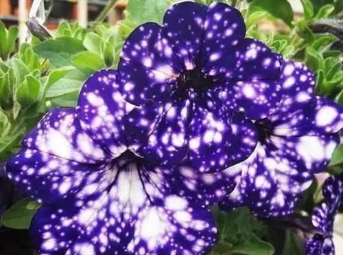 枝条■浪漫星空矮牵牛,花朵如梦幻星空,春天养一盆吧!太美了!