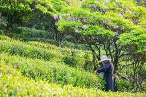  『杜鹃』千年杜鹃生长在茶园阡陌之间，硕大的杜鹃花开了，意境悠远