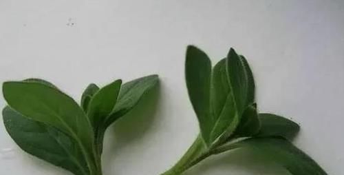  『枝条』这些花卉掐个枝条就能繁殖，超漂亮，而且花期很