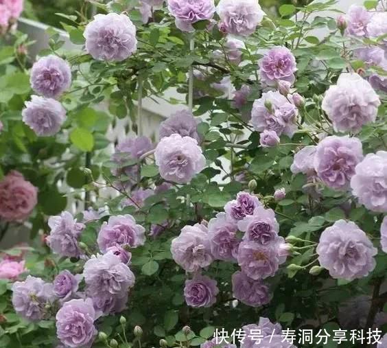  「品种」梦幻悠长，无法抗拒，月季的那抹蓝紫色美得清凉又高级！