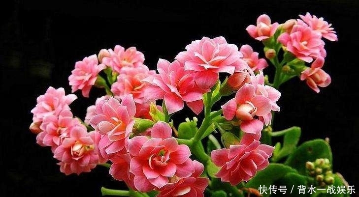 长寿|长寿花长出花苞后应该如何施肥?