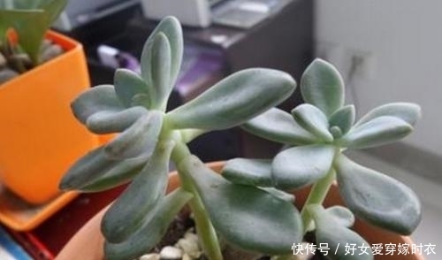  做忌|养多肉植物，做忌3点，难怪一养就徒长，现在改正还不晚
