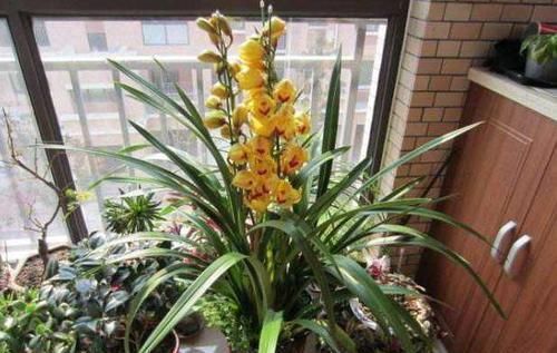  「摆放」这6种植物的正确摆放位置，简单动一动镇宅又旺运，何乐而不为呢