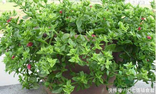 「天向它的叶」这“5种”花,秋天多多喂点“水”,生长呈现“爆发”式,忒旺了