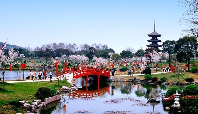  【樱花盛开】国内两大5A级景区，争“世界三大赏樱基地”称号，谁才名副其实？