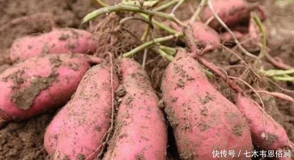  香甜@原来保存红薯这么简单，放半年不干瘪不发芽，越放越香甜！