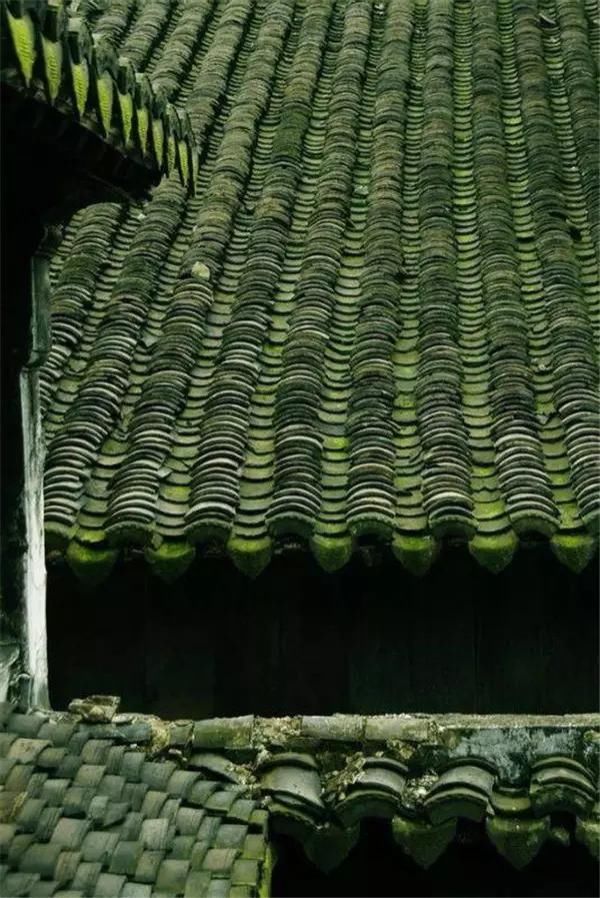 「青苔」一处青苔,美了一个院子