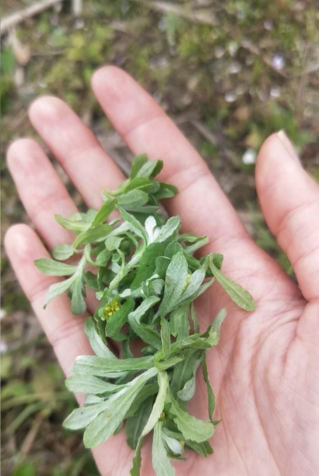  『寒食』清明节还没有到，清明菜先到，人称“寒食菜”十几块钱一斤