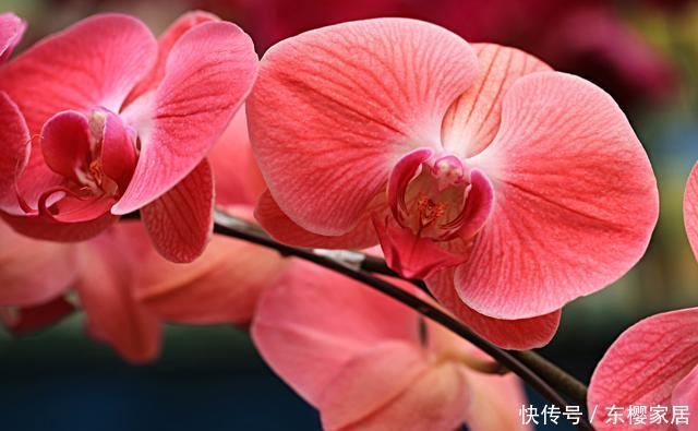  【品种】阳台上养花，就选此几款品种，好养易活不徒长，开花能力强