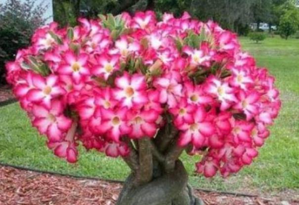 耐热:1种玫瑰花,被评为“中国最美花树”,耐旱耐热特好养,四季开花