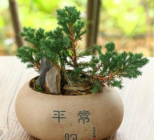 「土壤应保持」澳洲杉,株型美观,盆栽要如何管理呢?