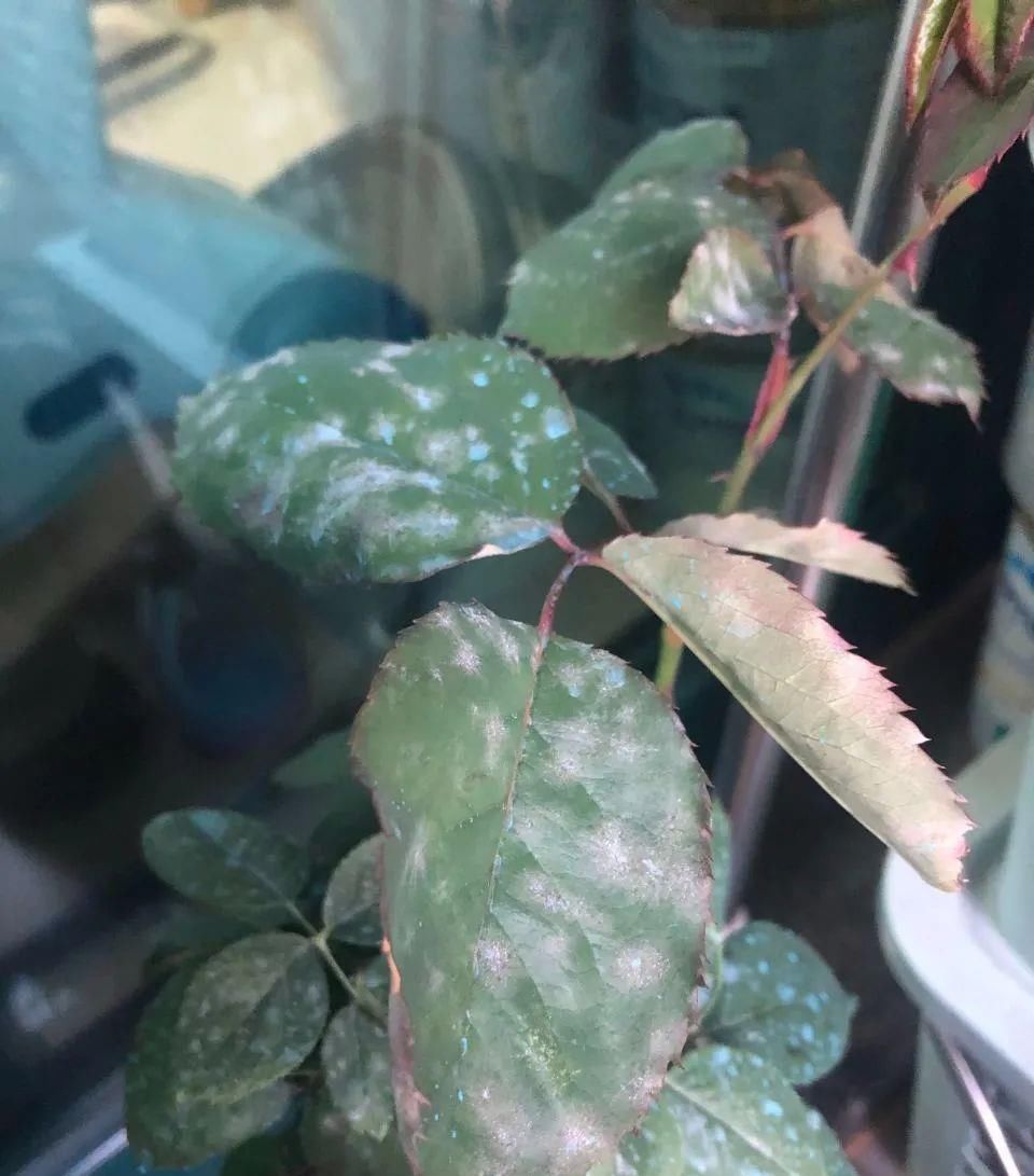  白粉病@月季花白粉病反反复复不见好？学会这几招，轻松搞定，健康无烦恼