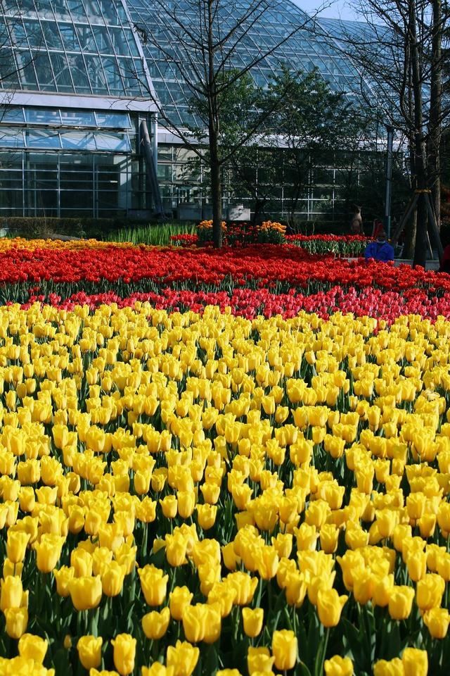  #满园#重庆赏花图鉴桃樱纷飞香满园，悠然春见南山景