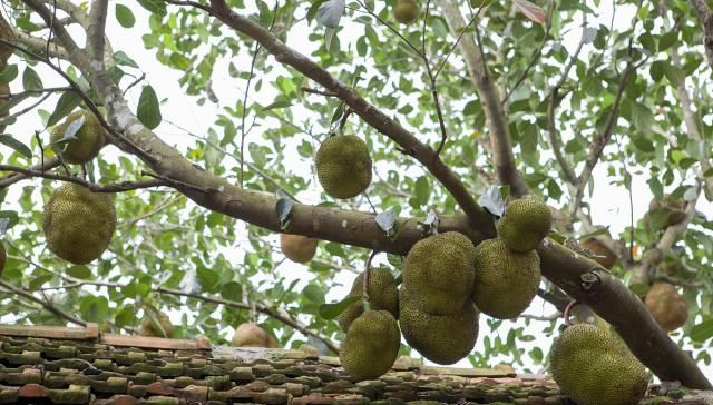  [道理]农村俗语“果树过房，家败人亡”是啥意思，老话说的有道