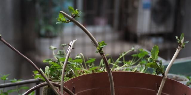  『花儿』这九种花，随便扔土里，就能长成一片，开花不断