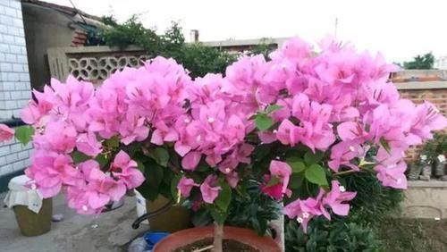  光照：4 种花喜欢“晒太阳”，光照越足，开花越多，缺光环境养不好！