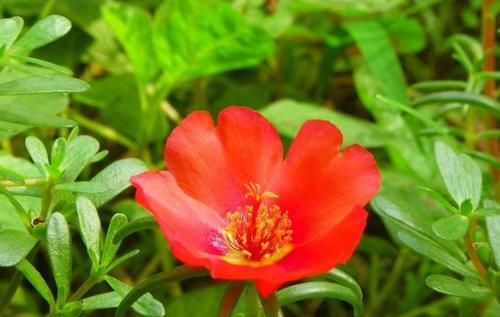  『养盆』喜欢菊花，不妨养盆“精品荷花”敖汉莲，花开冷艳高贵，清香袭人