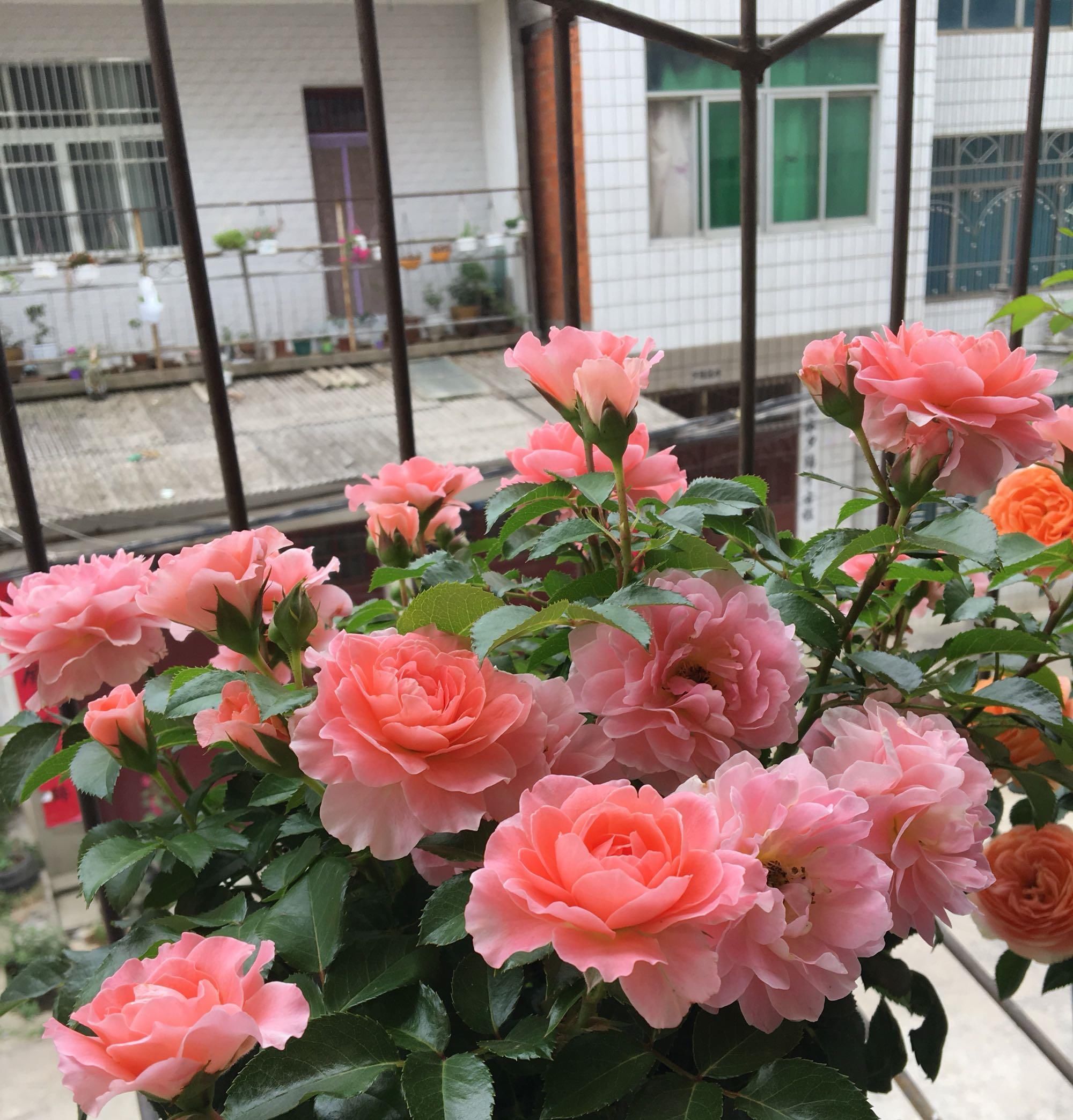 「栽培」全年开花不停,美丽又芬芳,栽培容易,这种新型盆栽花,值得拥有