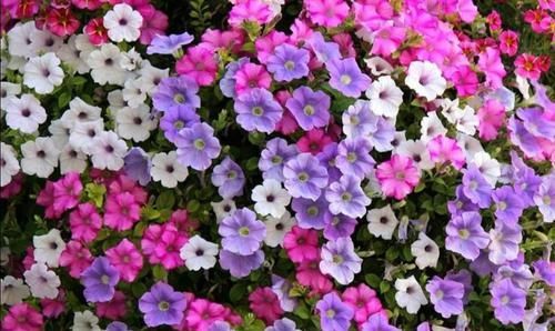  [花园]春天种什么花，4种花一定要有，阳台变“花园”