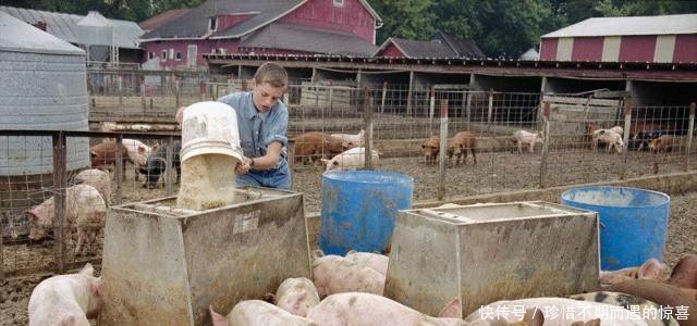 涨，涨，涨，猪价全面上涨了，养猪户们都该高兴了！