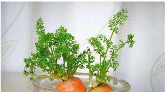 「蔬菜」三种蔬菜,盆栽水培都不错,一个月爆盆,好看又好吃,比花还美