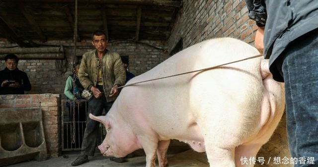 猪价已破十元大关，养猪户：价格再高也没用，猪场却一头猪也没有