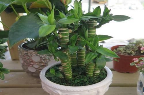  『甲醛』新房刚装修完，放这几种植物最合适不过了，去甲醛还能除异味