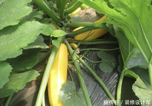 【果子】奇特的1种“香蕉瓜”,皮色金黄,犹如“香蕉”,有观赏价值!