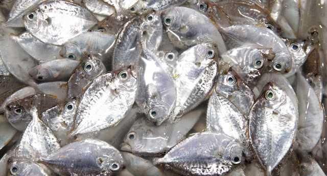  「小世界」大湾区小世界：猪肉已经吃不起？来吃开渔后的海鲜吧