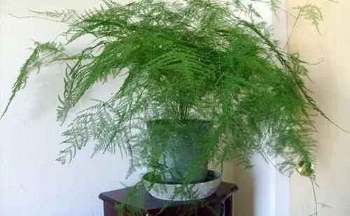  【改善土壤】文竹黄叶子，两个小技巧，做好保温补水，文竹叶子青翠欲滴