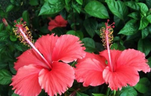  #阳光#扶桑花的养护小技巧，老花农教你做好这些，年年长势旺易爆盆