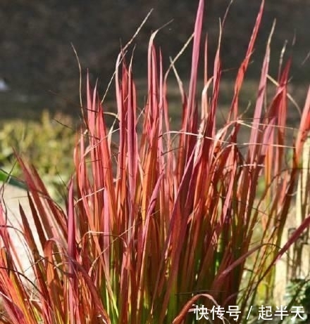 #人称#这东西,人称“血草”,名字吓人却是一“宝”,野外遇见,请珍惜