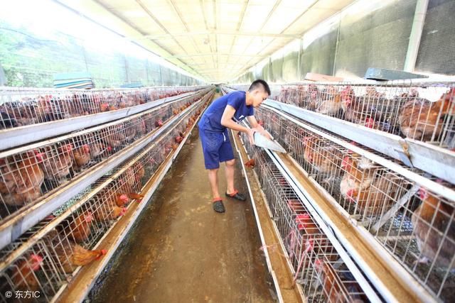 2018年农村养鸡补贴达标即可领取,看你符合不