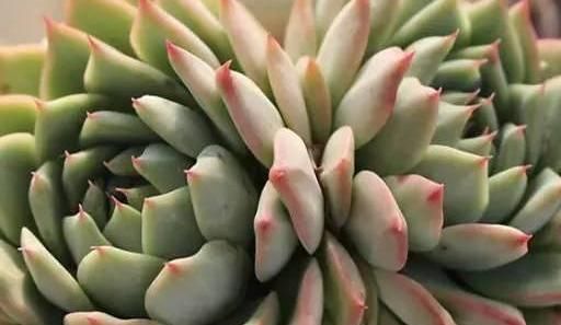  『静夜』这20种美丽的多肉，竟都是静夜的后代！静夜还真是个多情种呢！