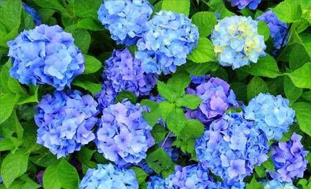 『难度夏』三种花,不管多便宜,夏秋养也不晚!