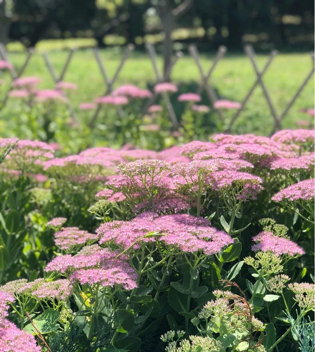 【慎养】这花要慎养,每年砍掉3麻袋,照样蹭蹭长!